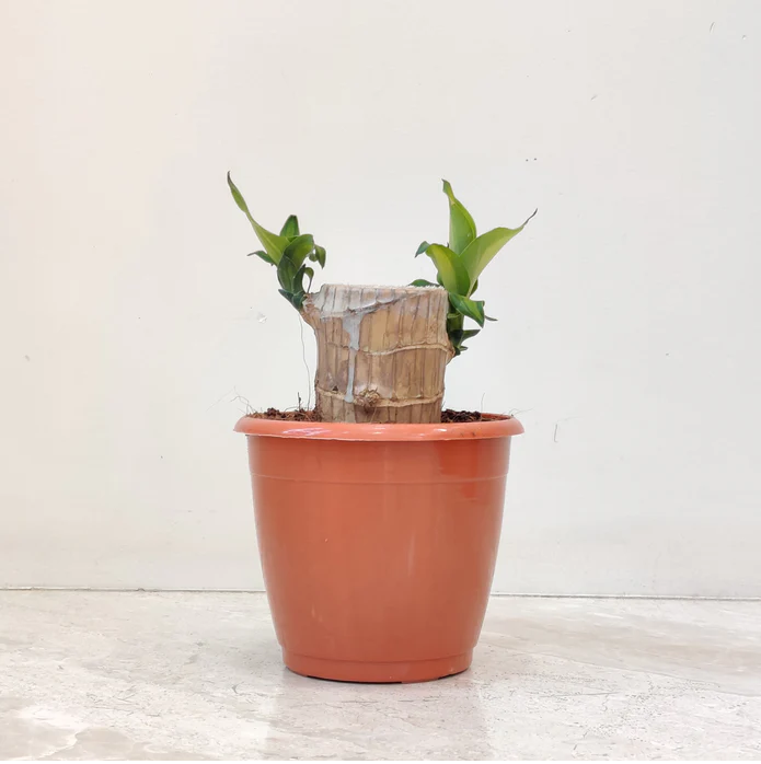 Lucky Wood Plant (Brazilian Wood) - Image 3