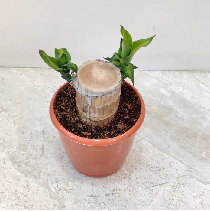 Lucky Wood Plant (Brazilian Wood) - Image 2