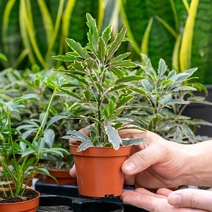Plants