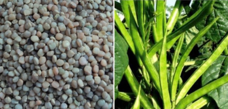 கொத்தவரங்காய்