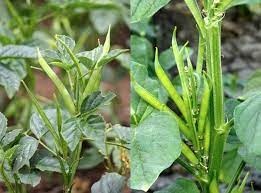 Cluster Beans | கொத்தவரங்காய் - Image 3