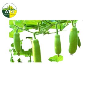 Bottle Gourd