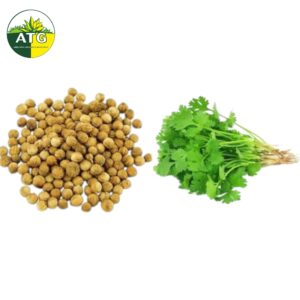 Coriander Seeds – Dhaniya