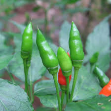 Kanthari Chilli – Bird Eye Chilli