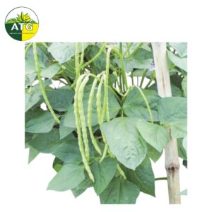 Kaaramni – Cowpea (Shrub)