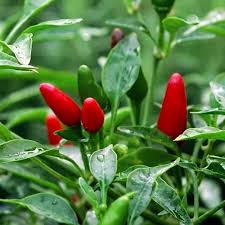 Kanthari Chilli – Bird Eye Chilli