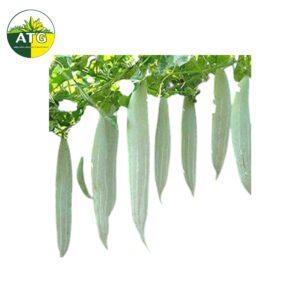 Snake Gourd Long