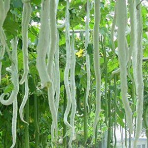 Snake Gourd Long