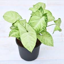 Syngonium